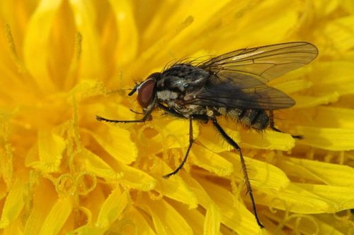 recognize cabbage root fly