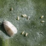 recognize eggs cabbage whitefly