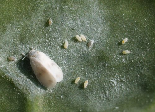 recognize eggs cabbage whitefly