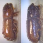 recognize Six toothed bark beetle