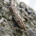 recognize the Gooseberry Knot-horn, a moth