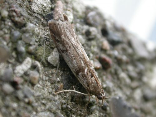 recognize the Gooseberry Knot-horn, a moth