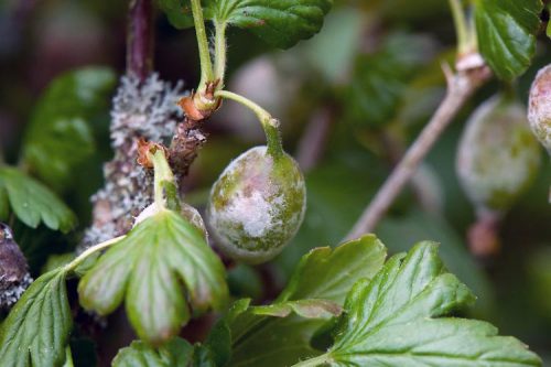 recognize American gooseberry mildew