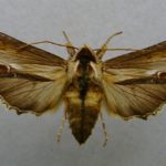 recognize the mullein moth