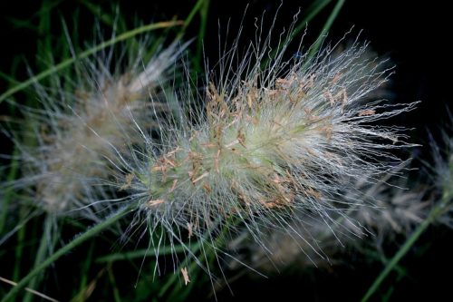 Pennisetum villosum