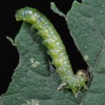 recognize caterpillar Elm zigzag sawfly