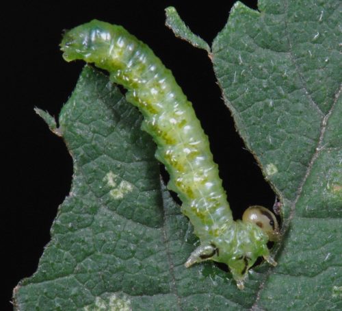 recognize caterpillar Elm zigzag sawfly