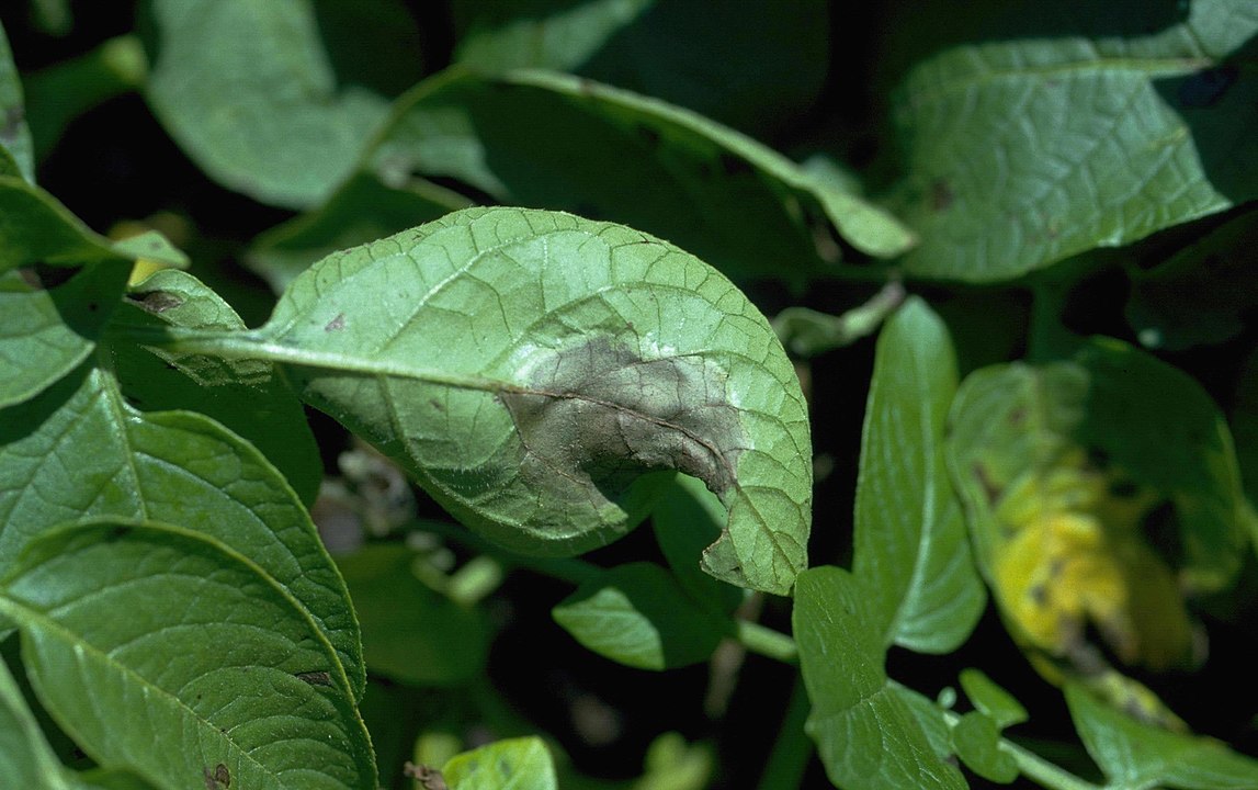 recognize late blight in patatoes