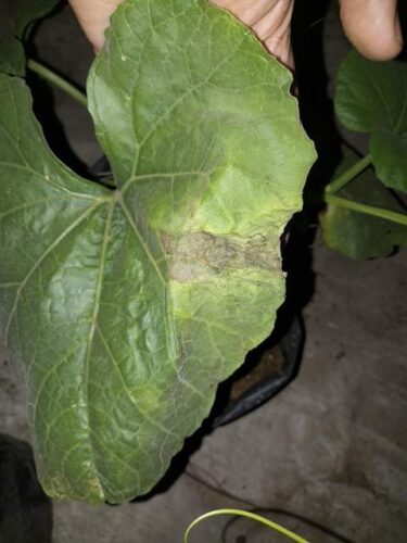 recognize leaf damage caused by thrips