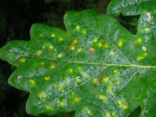 recognize galls by the common spangle gall