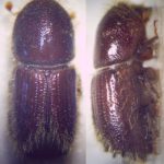 recognize European spruce bark beetle