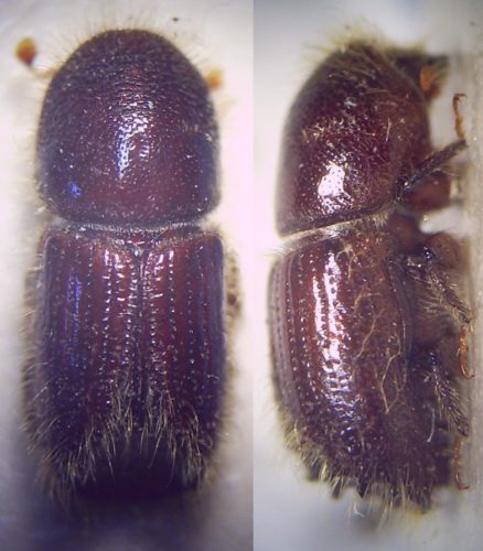 recognize European spruce bark beetle