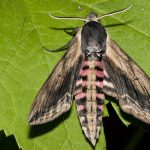 recognize Privet hawk moth