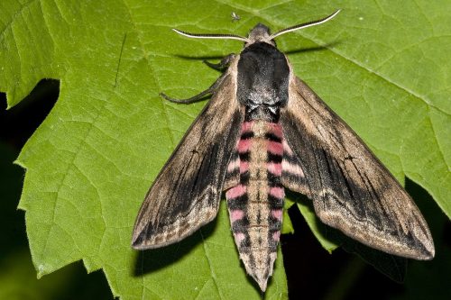 recognize Privet hawk moth