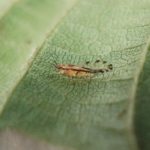 recognize Lime tree aphid