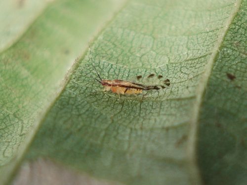 recognize Lime tree aphid