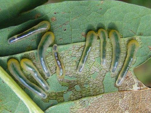 Rups van de lindebladwesp vreet blad van linde, eik, beuk, berk, wilg en bosbes