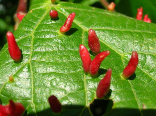 recognize galls on leaves of the lime tree