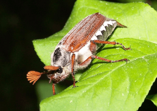 recognize cockchafer