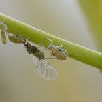 recognize cabbage aphid