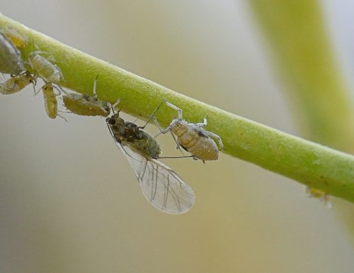 recognize cabbage aphid