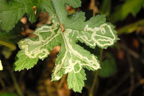 recognize damage by leaf miner flies