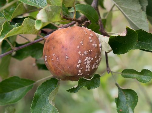 herkennen moniliarot op appel