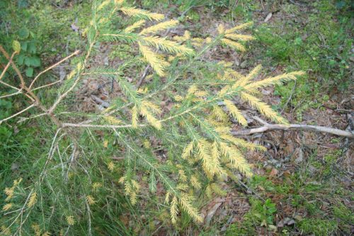 recognize spruce needle rust