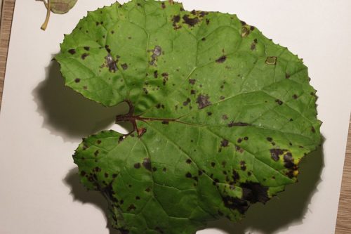 recognize Coleosporium tussilaginis on herbaceous plants