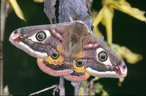 recognize a Emperor moth