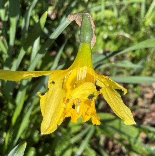 recognize gnaw damage to daffodil