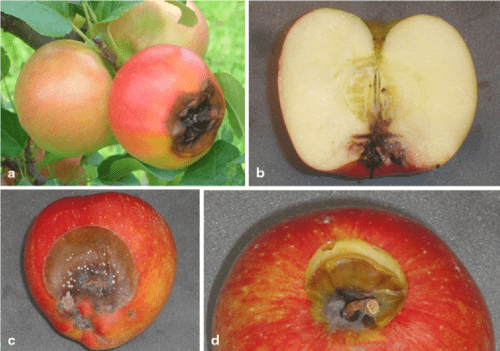 recognize neonectria in apples