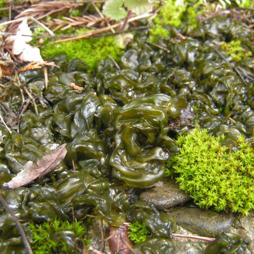 recognize nostoc, a blue green algae