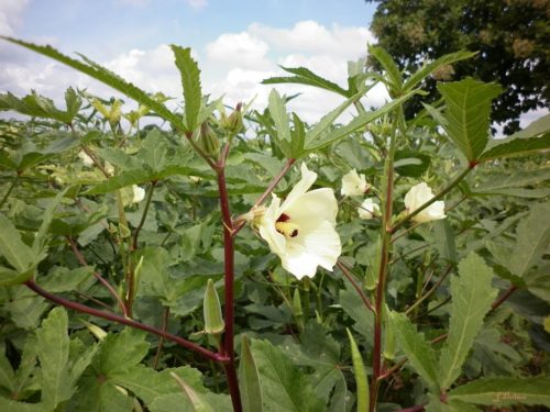 recognize Okra