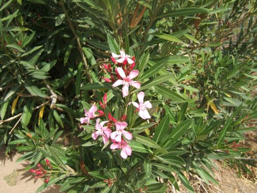 herkennen Oleander