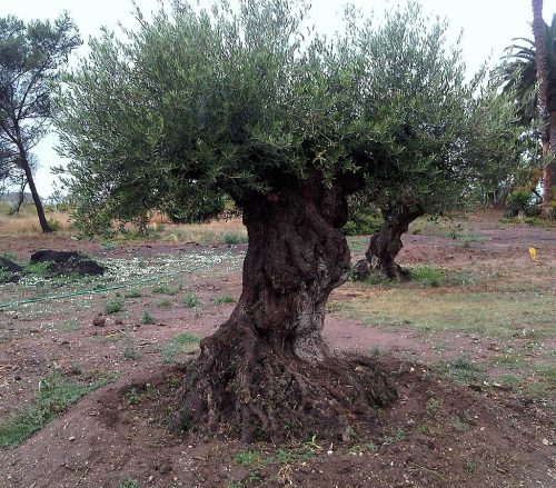 recognize olive tree
