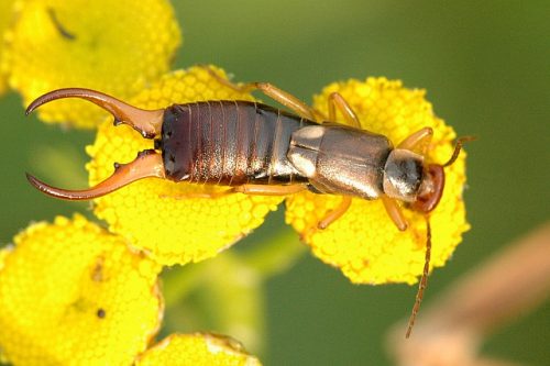 recognize an earwig