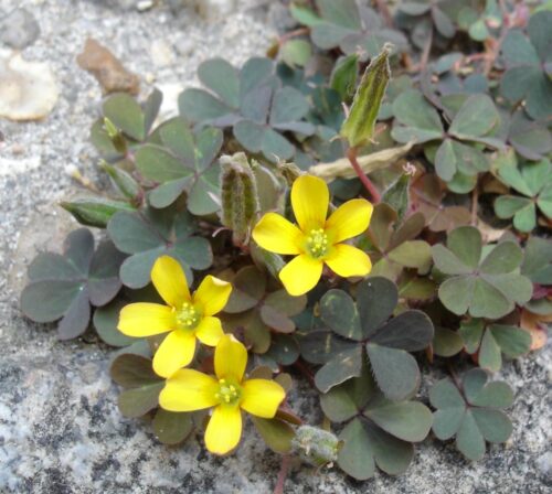 recognize garden variety of creeping woodsorrel