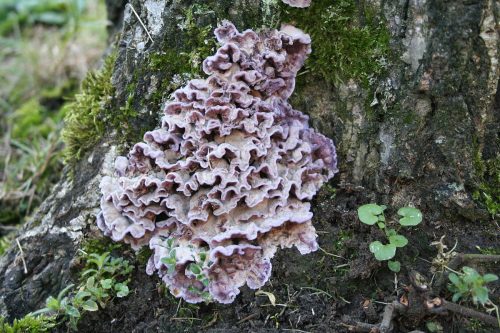 recognize Purple lichen fungus