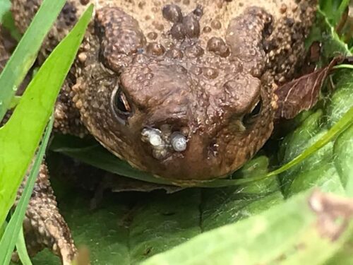 recognize affected common toad