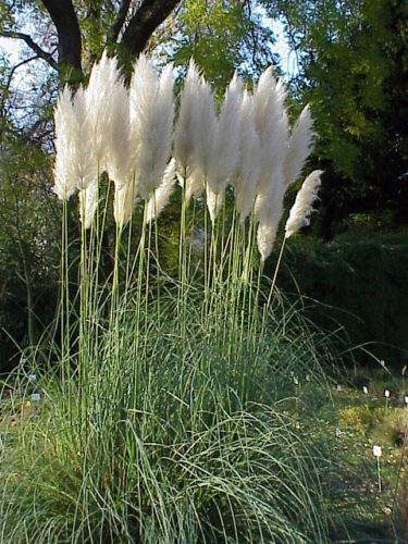 recognize pampas grass