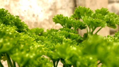 recognize curly leaf parsley