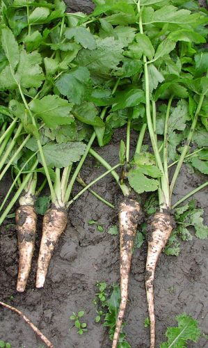 recognize parsnips