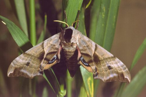 recognize Eyed hawk-moth