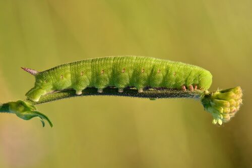 recognize caterpillar Eyed hawk-moth