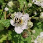 recognize Eurasian bee beetle