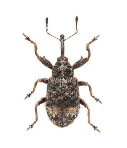 recognize Pear bud weevil