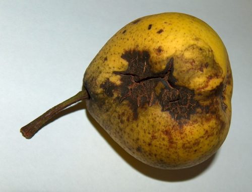 recognize pear scab