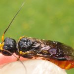 recognize social pear sawfly