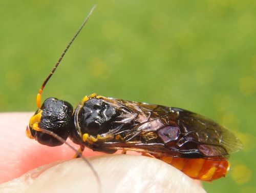 recognize social pear sawfly